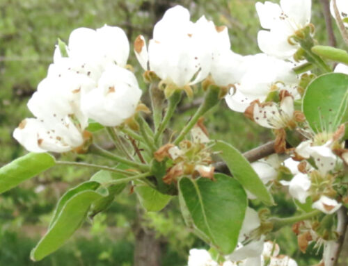 GIBER GOBBI 4SL um produto LÍQUIDO à base de GA3, em pereiras promove o vingamento dos frutos e estimula o seu desenvolvimento por partenocarpia