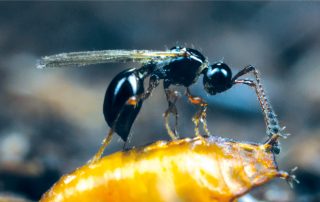 Solução Biológica para o controlo da Drosophila suzukii