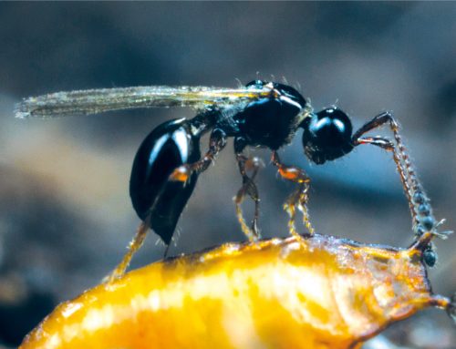 Solução Biológica para o controlo da Drosophila suzukii